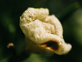 Close up of a flower