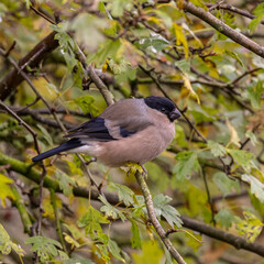 Female Bullfinch