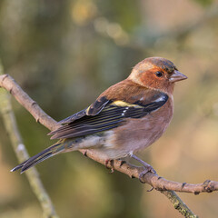 Male Chaffinch 
