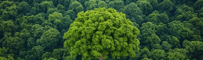 Lush green tree surrounded by dense forest, aerial perspective.