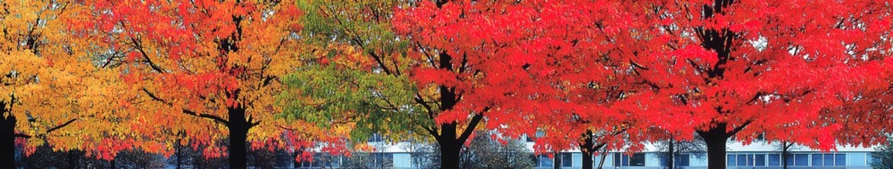 Fototapeta premium Abstract Marketing Background Depicting Autumn Leaves in a Park, Celebrating the Arrival of Fall and Seasonal Changes. The Scene Features Vibrant Yellow Leaves on Trees, Symbolizing the Transition of 