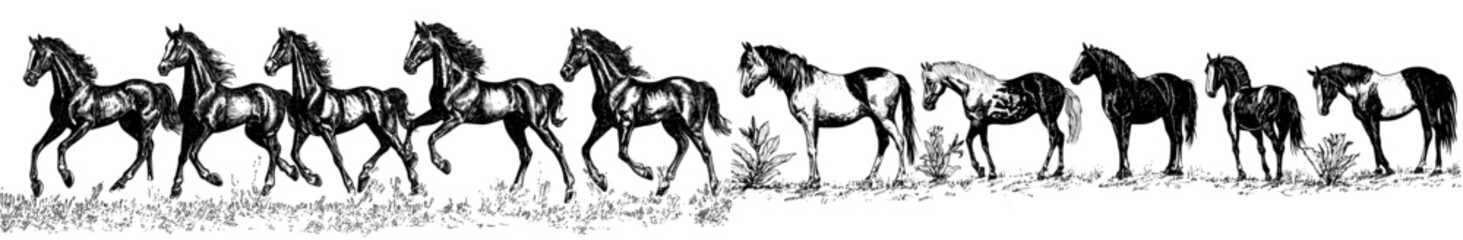 Set of horse silhouettes, isolated white background with modern silhouette design
