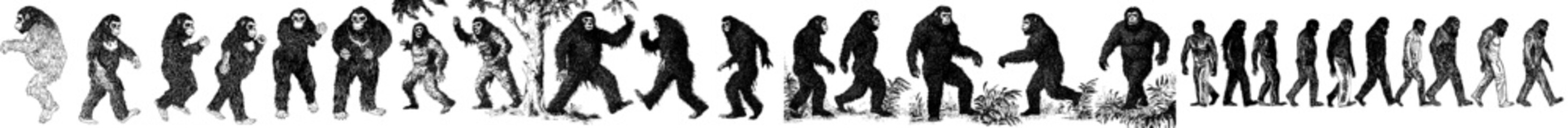 Naklejka premium Yeti silhouette set, large pack of modern silhouette designs on isolated white background