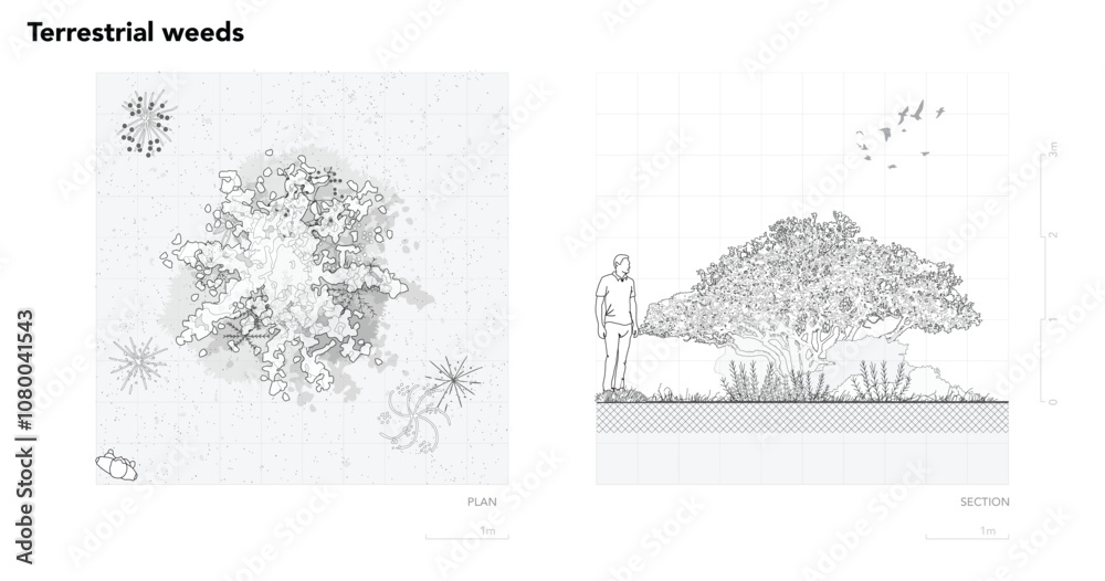 Poster architectural drawings, minimal style cad tree line drawing, side view, set of section wetland fores