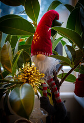 Father Christmas gonk with white beard, tall red pointed hat and stripey stockings. Sitting in a fig tree. Festive.