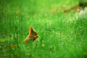 Red squirrel holds a snack with tiny paws