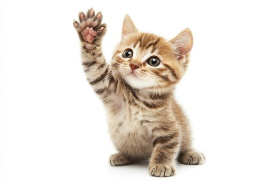 A playful little kitten raises its tiny paw, showcasing its adorable and friendly nature, making it the perfect companion for potential adopters and sure to bring immense joy to any loving home