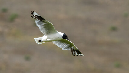 Black headed gull flying freely at the equator