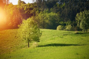 single tree thrives in a verdant meadow, bathed in sunlight