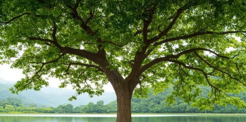 Lush green tree by tranquil lake surrounded by nature