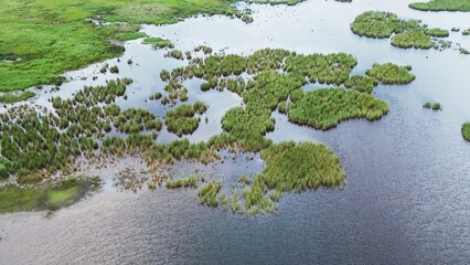 birds over green lake in forest