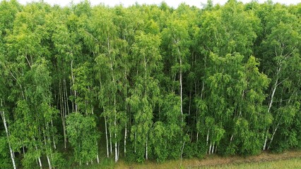 Aerial side view of dense birch tree forest