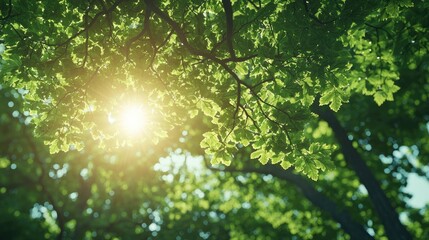 Fototapeta premium Sunlight filtering through lush green leaves in a serene natural setting.