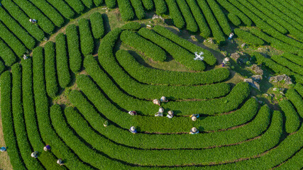 Naklejka premium Tea harvest season at Moc Chau tea farm, Son La. The tea harvesting is completely manual, the bright green color of the tea tops is very beautiful. Photo taken in Moc Chau, Son La April 2022. 