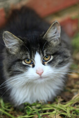Obraz premium Portrait of cute fluffy cat