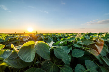 Golden sunset horizon casting warm light over a vibrant soybean crop field