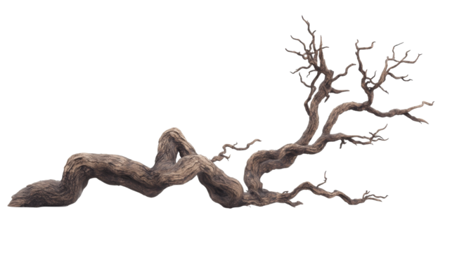 Explore the beauty of twisted tree branches in nature's landscape