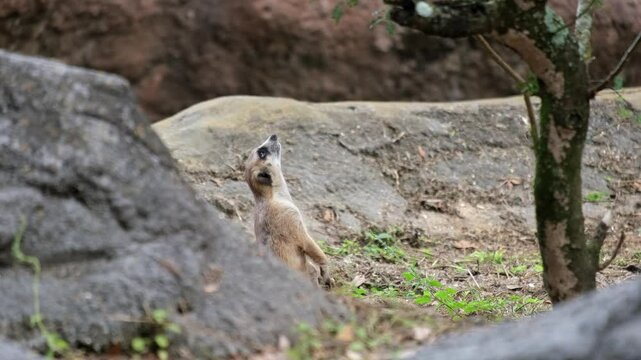 A Mercat starring directly upwards in-between some rocks and with a tree nearby.