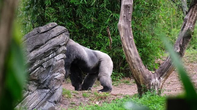 A large silverback Gorilla holding onto a branch and then walking beside a log in slow motion, in the jungle.