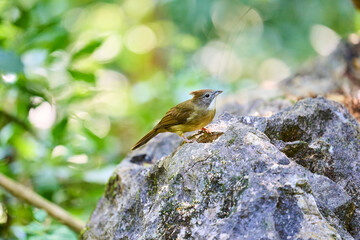 Wild birds living in the forest outdoors