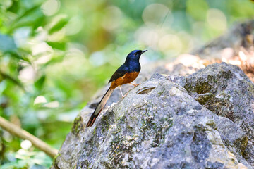 Wild birds living in the forest outdoors