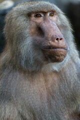 Baboon Portrait in Natural Light