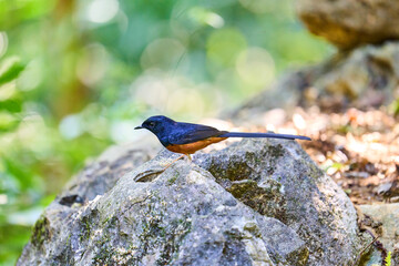 Wild birds living in the forest outdoors