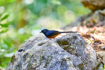Wild birds living in the forest outdoors