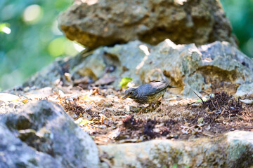Wild birds living in the forest outdoors
