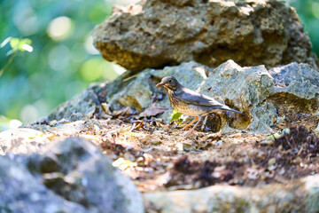 Wild birds living in the forest outdoors