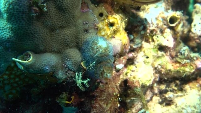 A tubeworm's radioles extend from a coral.