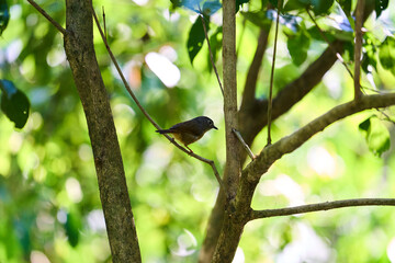 Wild birds living in the forest outdoors