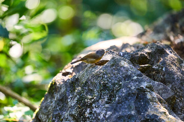 Wild birds living in the forest outdoors