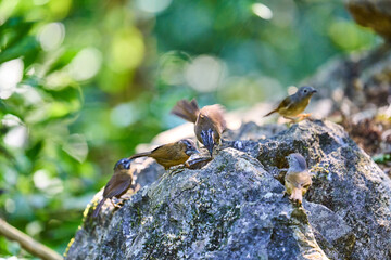 Wild birds living in the forest outdoors