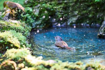 Wild birds living in the forest outdoors
