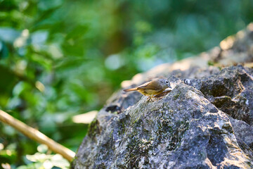 Wild birds living in the forest outdoors