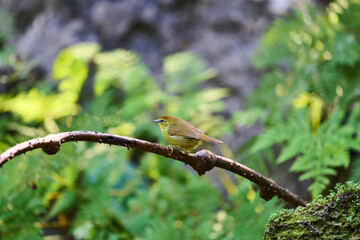 Wild birds living in the forest outdoors