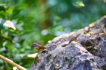 Wild birds living in the forest outdoors