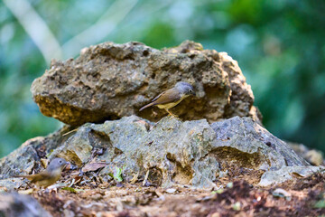 Wild birds living in the forest outdoors