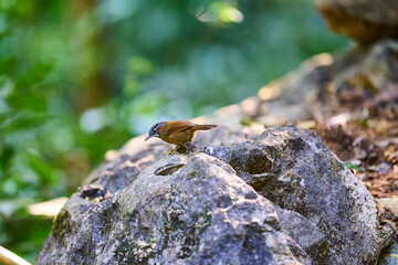 Wild birds living in the forest outdoors