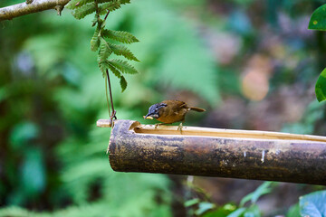 Wild birds living in the forest outdoors