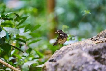 Wild birds living in the forest outdoors