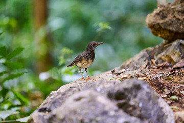 Wild birds living in the forest outdoors