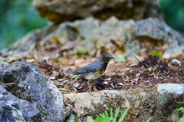 Wild birds living in the forest outdoors