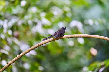Wild birds living in the forest outdoors