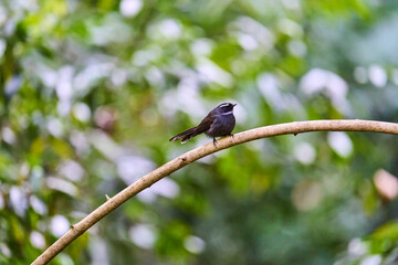 Wild birds living in the forest outdoors