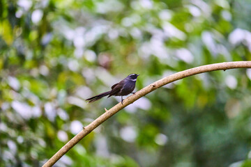 Wild birds living in the forest outdoors