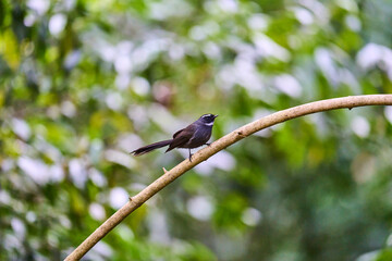 Wild birds living in the forest outdoors