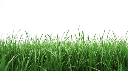Fototapeta premium Green grass isolated on white background