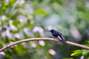 Wild birds living in the forest outdoors